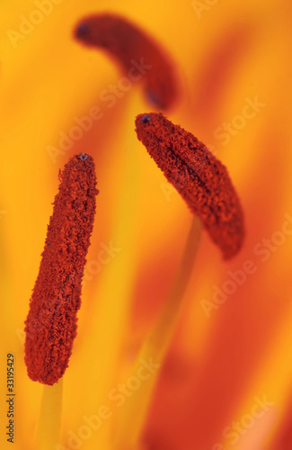 Orange lili flower