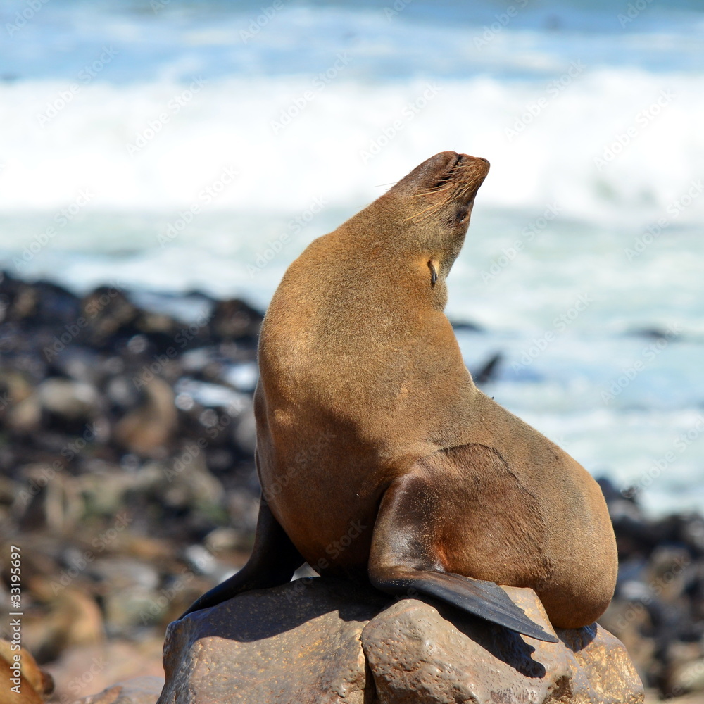 Fototapeta premium Cape Fur Seals on Cape Cross,Namibia,Africa