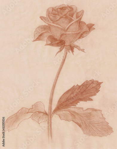 freehand vintage style rose