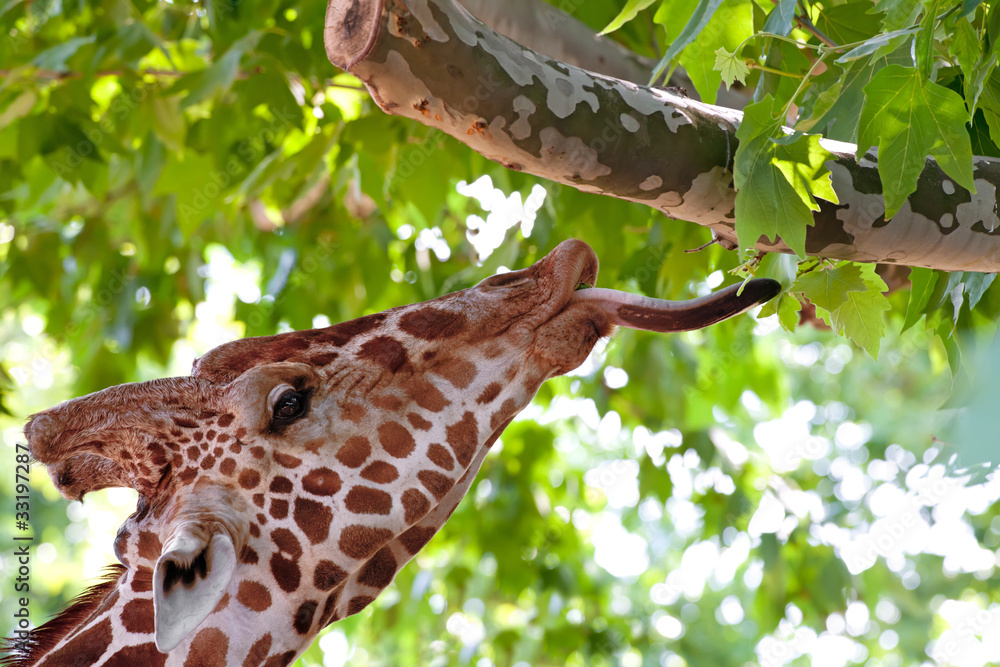 Fototapeta premium Giraffe eating green leaves on the tree