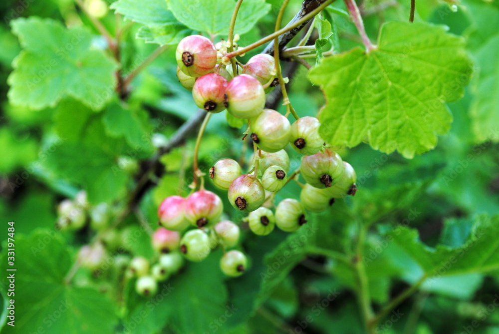 reifende Johannisbeeren reifende Johannisbeeren