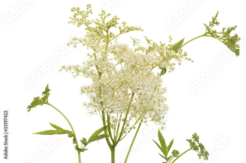 filipendula ulmaria