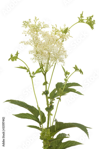 filipendula ulmaria