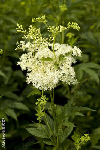 filipendula ulmaria photo