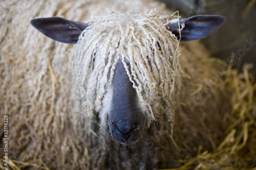 Long hair sheep photo