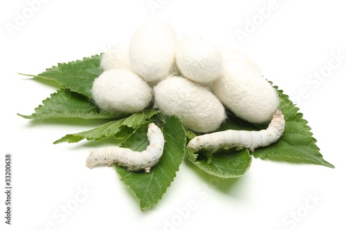 Silk Cocoons with Silk Worm