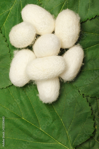 Silk Cocoons