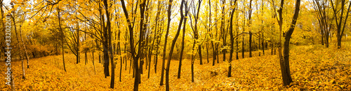 autumn forest panorama #33202201