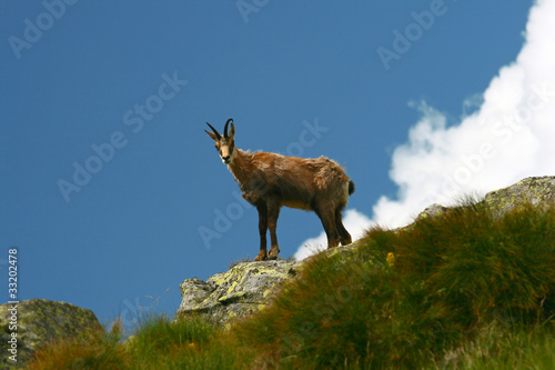 Chamois