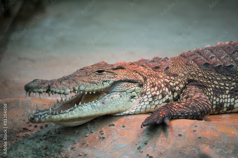 Naklejka premium croc