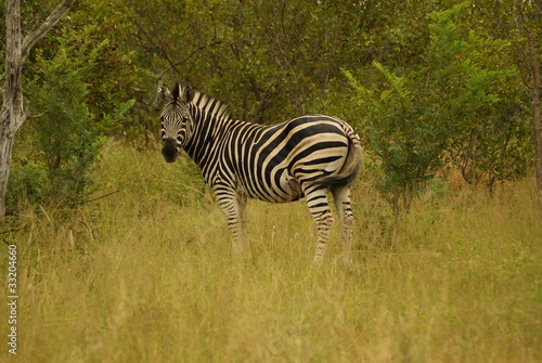 ZEBRA