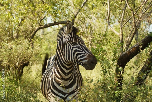 ZEBRA photo