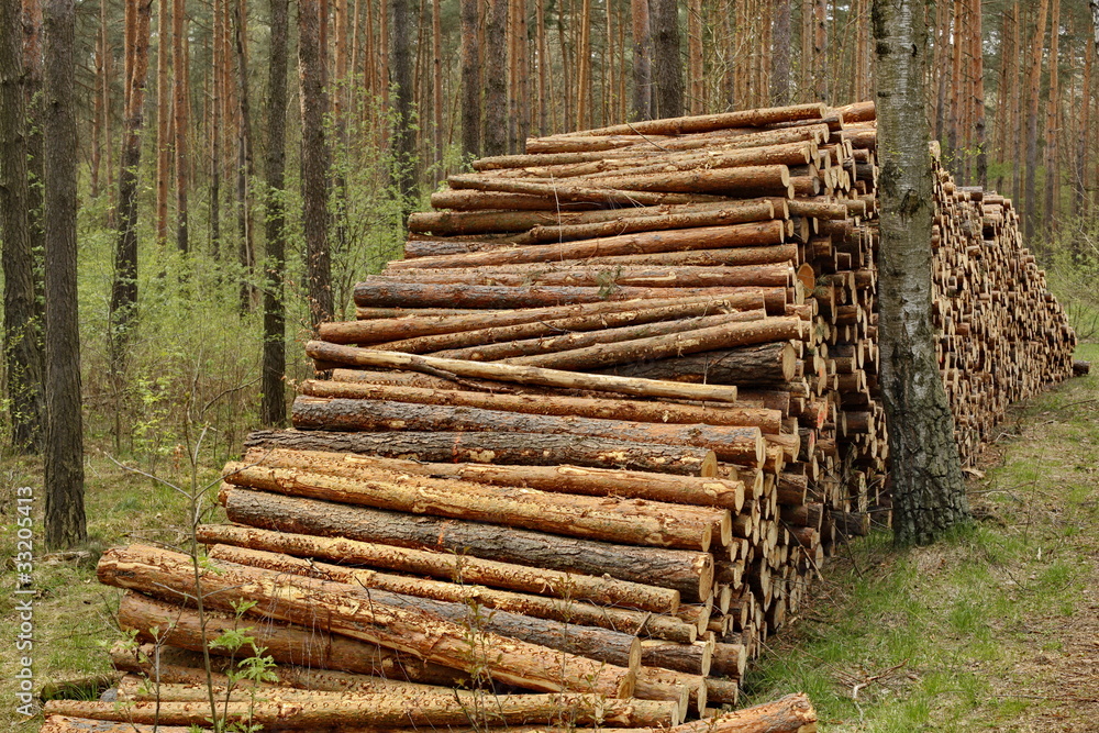 Holzstapel, Kiefer, Wald