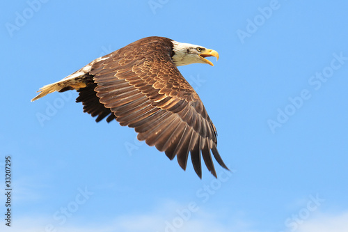 Weisskopfseeadler, Bald Eagle
