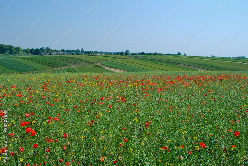 Field in Ukraine