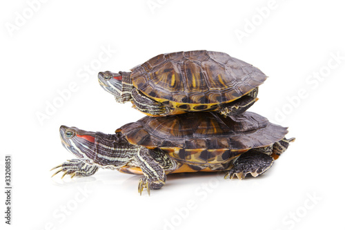 Two aquatic turtle, one over another