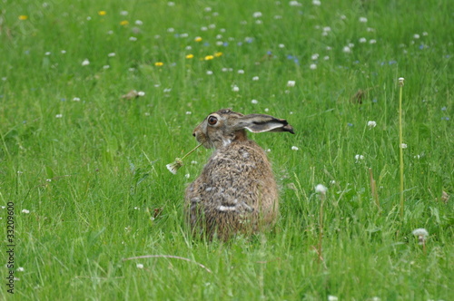 Rabbit chewing a flower