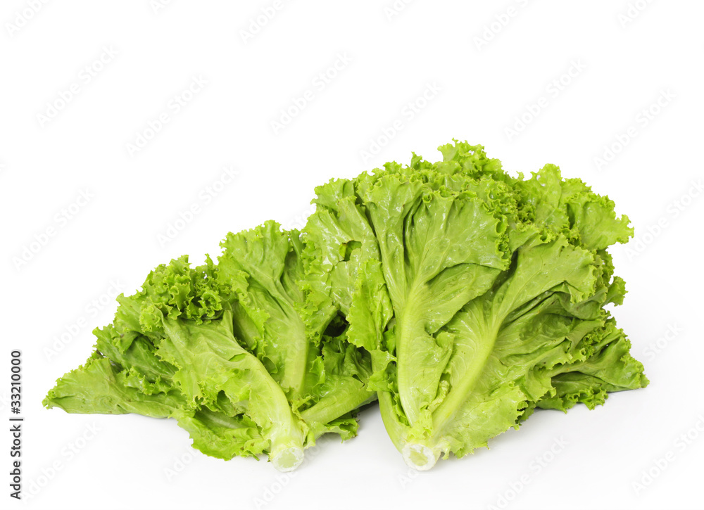 Lettuce on a white background Lettuce on a white background