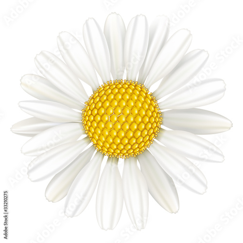 Flower chamomile, medicinal plant.