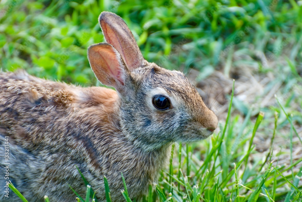 Fototapeta premium Rabbit