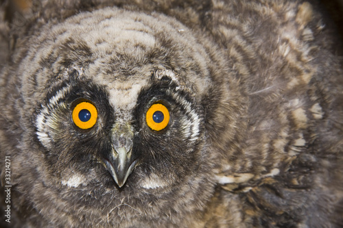 Young long-eared owl (Asio otus) © belizar