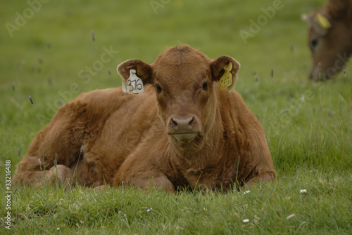 cow young