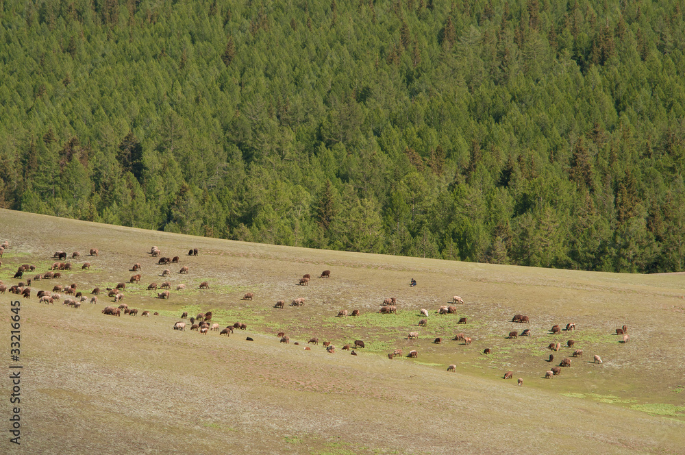 Obraz premium 夏季草原风光