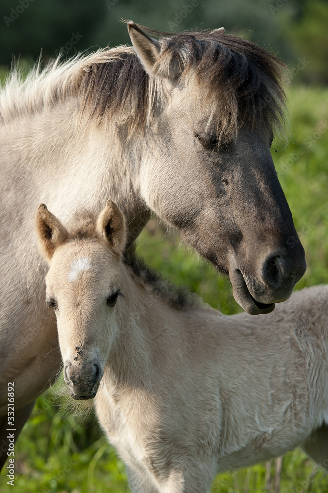 Obraz premium Wild filly with his mother are enjoying the sun