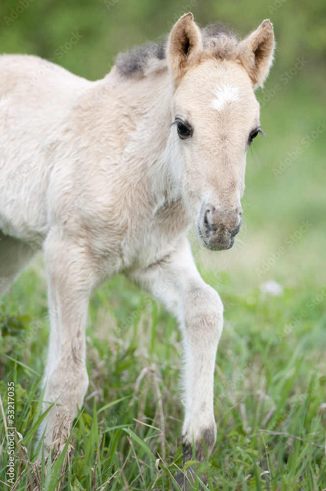 Wild filly walking around Wild filly walking around
