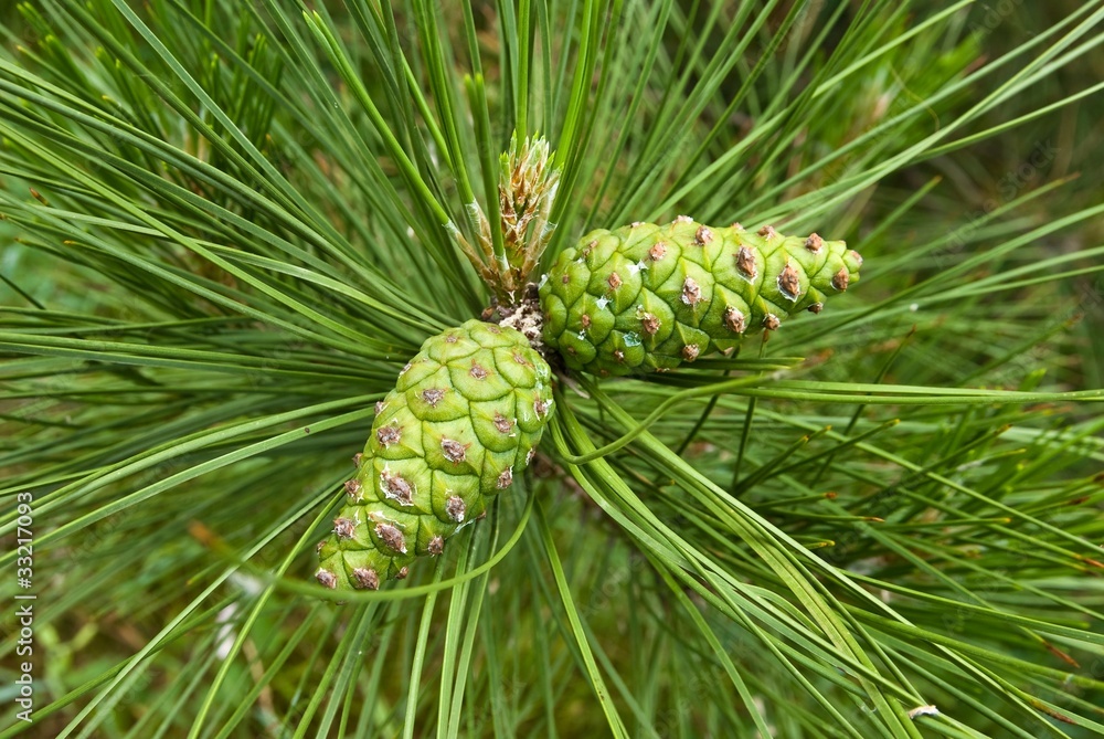 closeup green pine cone closeup green pine cone