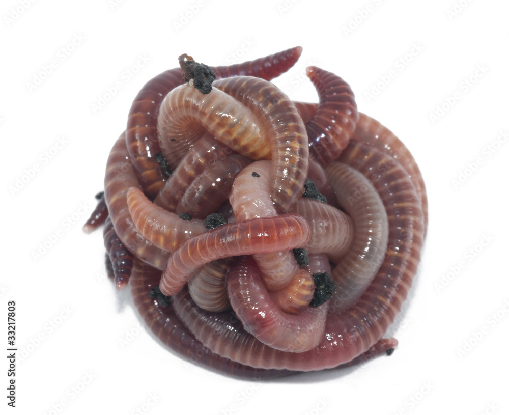 Worms