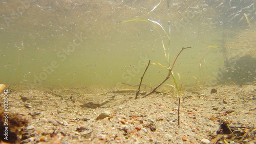 pond with fry, Underwater photo