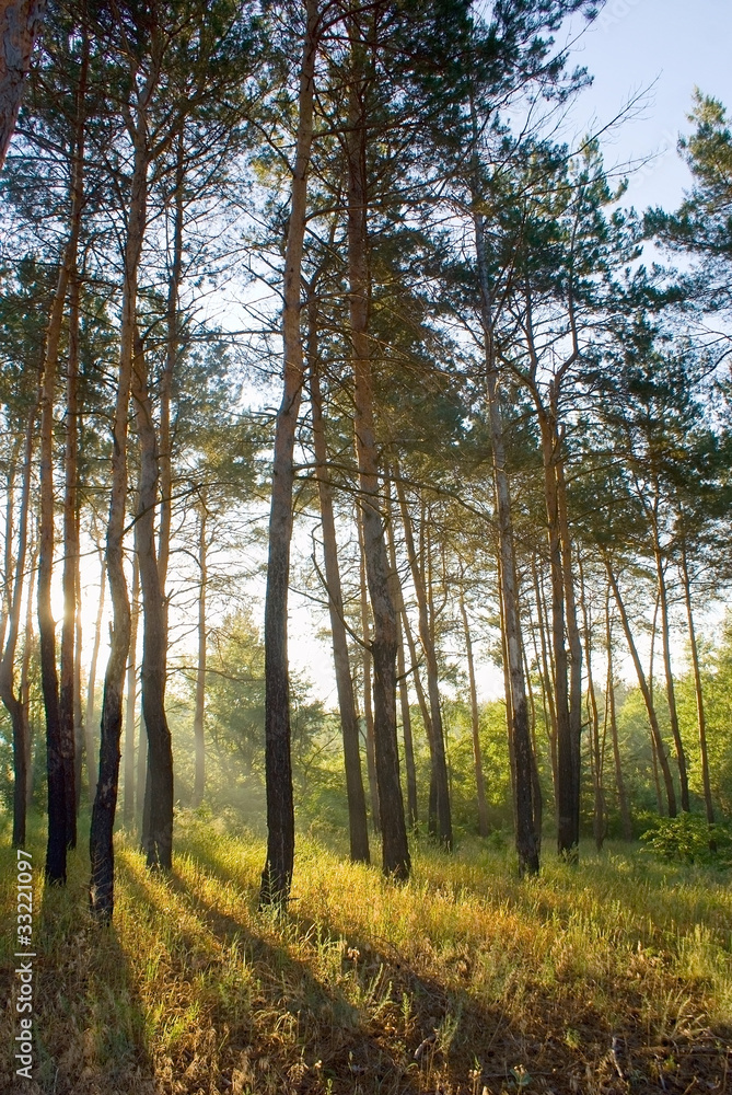 Sunlighted woods in the morning Sunlighted woods in the morning