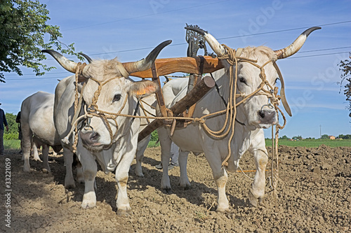 фотографія plowing with bullocks