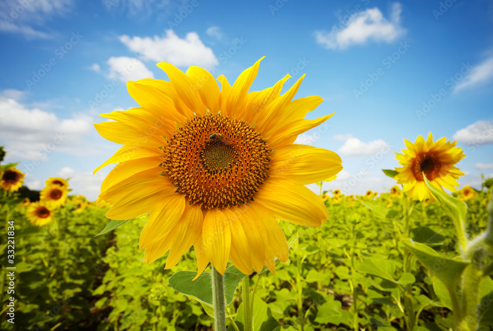 Obraz premium sunflower