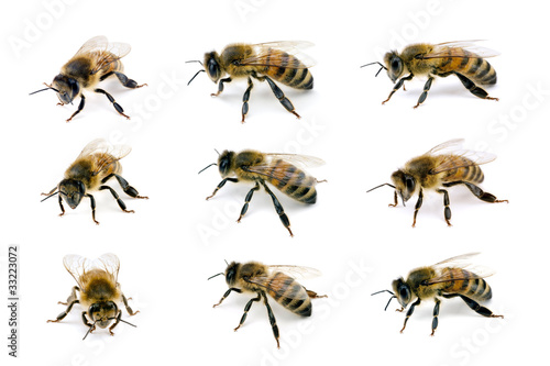 Bee, Apis mellifera, European or Western honey bee, various view
