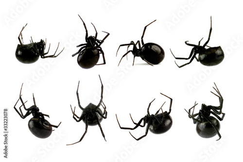 Spider, Black Widow, Lacrodectus Hasselti, female, various views
