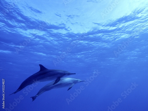big blue dolphin