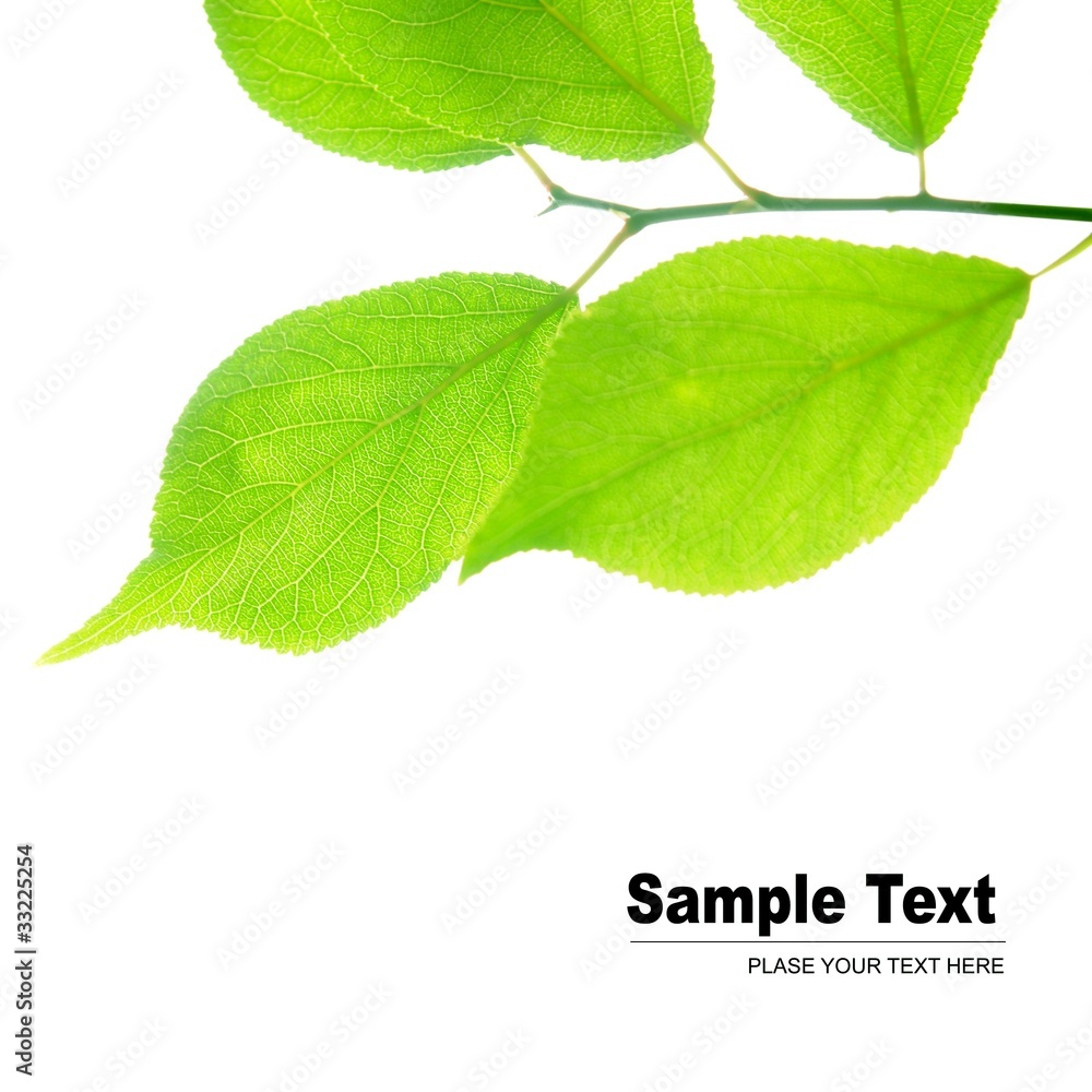 Fototapeta premium 葉っぱ
