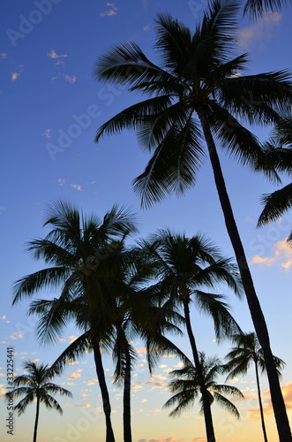 Vertical Vacation Image Of Tropical Palm Trees At Sunset
