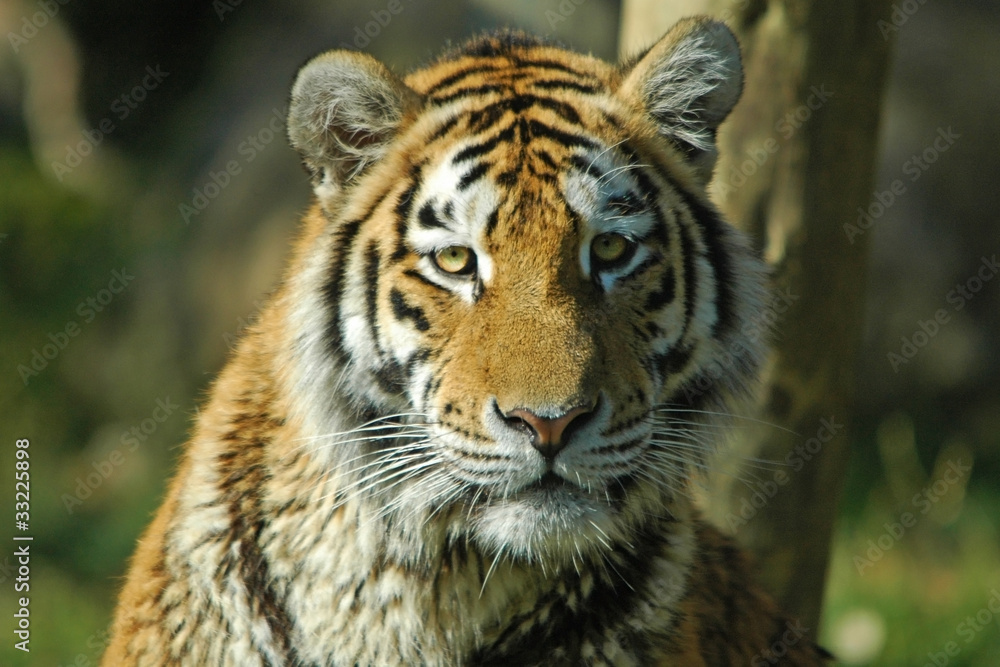 Fototapeta premium Tygrys twarzą do aparatu