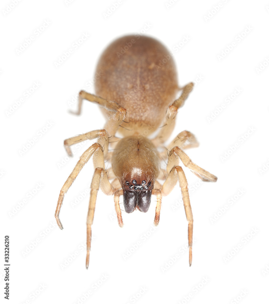 Ground beetle isolated on white background