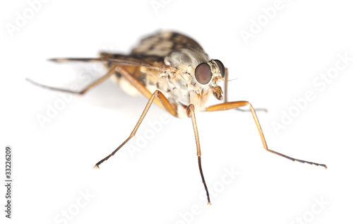 Soldier fly isolated on white background