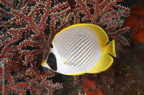 Photos Butterflyfish