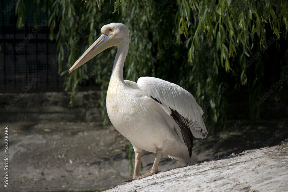 Fototapeta premium White pelican.