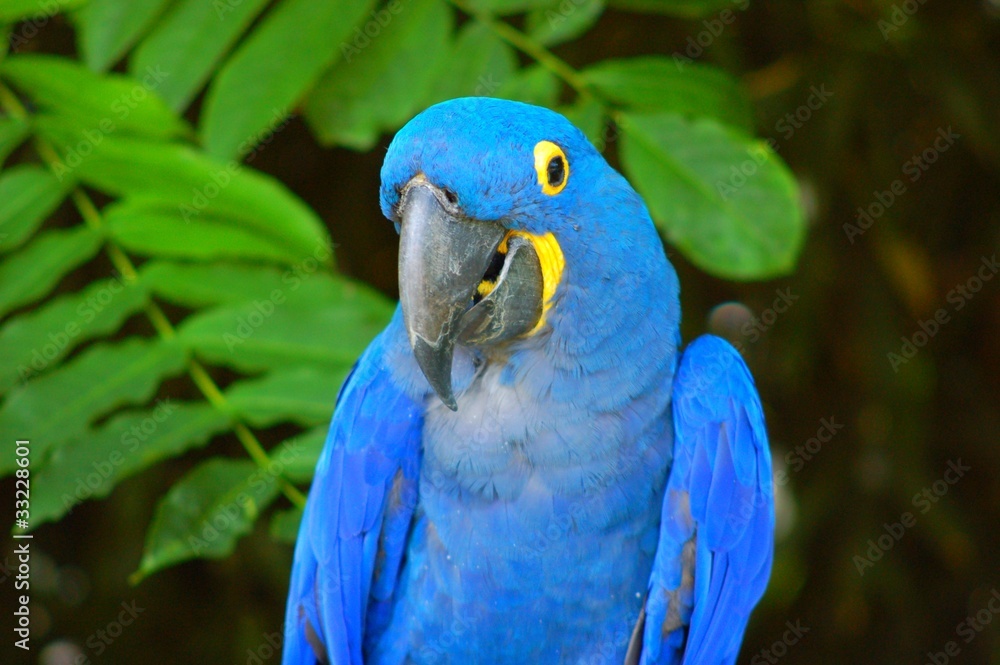 Obraz premium oiseau