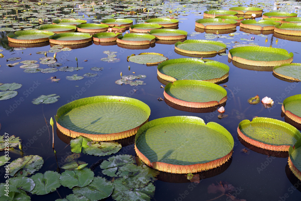 Victoria Regia - the largest waterlily in the world