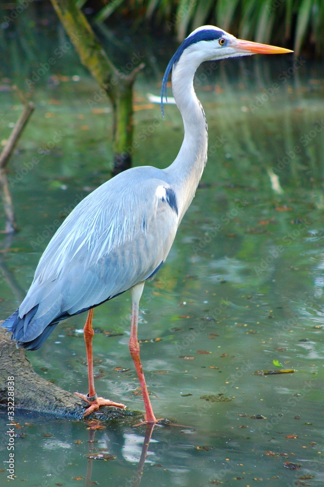 Naklejka premium oiseau
