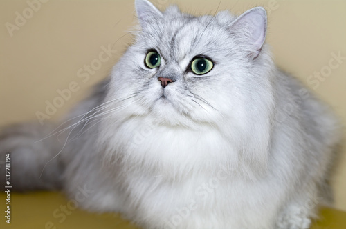 Portrait of grey Persian cat