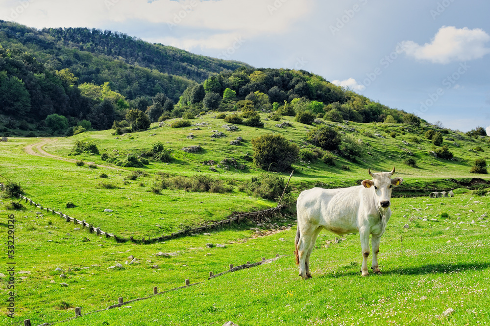 Fototapeta premium Pasture